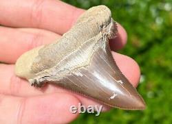 NICE Kazakhstan Fossil Shark Tooth Otodus poseidoni Serrated Megalodon Ancestor