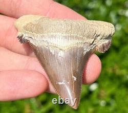 NICE Kazakhstan Fossil Shark Tooth Otodus poseidoni Serrated Megalodon Ancestor