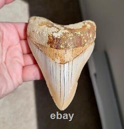 NO RESTORATION, NO REPAIR Serrated 4.46 Megalodon Shark Tooth Fossil, Indonesia