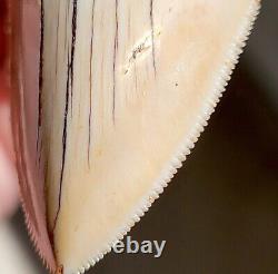 NO RESTORATION, NO REPAIR Serrated 4.46 Megalodon Shark Tooth Fossil, Indonesia