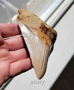 NO RESTORATION, NO REPAIR Serrated 4.46 Megalodon Shark Tooth Fossil, Indonesia