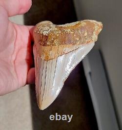 NO RESTORATION, NO REPAIR Serrated 4.46 Megalodon Shark Tooth Fossil, Indonesia