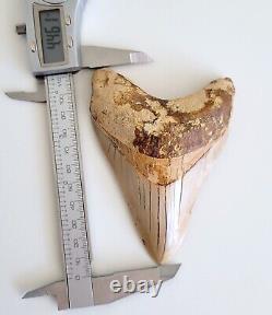 NO RESTORATION, NO REPAIR Serrated 4.46 Megalodon Shark Tooth Fossil, Indonesia