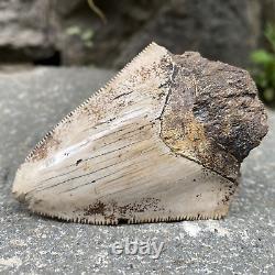 Natural 2.7 Rare Megalodon Shark Tooth Serrated Fossil Natural Indonesia