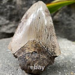 Natural 2.7 Rare Megalodon Shark Tooth Serrated Fossil Natural Indonesia