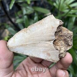 Natural 2.7 Rare Megalodon Shark Tooth Serrated Fossil Natural Indonesia