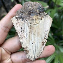 Natural 2.7 Rare Megalodon Shark Tooth Serrated Fossil Natural Indonesia