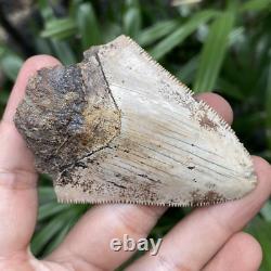 Natural 2.7 Rare Megalodon Shark Tooth Serrated Fossil Natural Indonesia