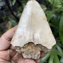 Natural 2.7 Rare Megalodon Shark Tooth Serrated Fossil Natural Indonesia