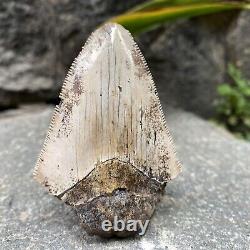 Natural 2.7 Rare Megalodon Shark Tooth Serrated Fossil Natural Indonesia