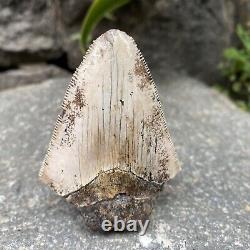 Natural 2.7 Rare Megalodon Shark Tooth Serrated Fossil Natural Indonesia