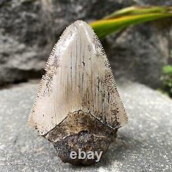 Natural 2.7 Rare Megalodon Shark Tooth Serrated Fossil Natural Indonesia