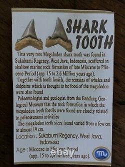 Natural 2.7 Rare Megalodon Shark Tooth Serrated Fossil Natural Indonesia