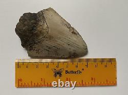 Natural 2.7 Rare Megalodon Shark Tooth Serrated Fossil Natural Indonesia