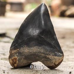 Natural 4.6 Fossil Megalodon Shark Tooth Indonesia Black Megalodon Tooth