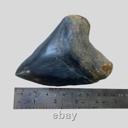 Natural 4.6 Fossil Megalodon Shark Tooth Indonesia Black Megalodon Tooth