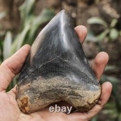 Natural 4.6 Fossil Megalodon Shark Tooth Indonesia Black Megalodon Tooth