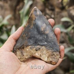 Natural 4.6 Fossil Megalodon Shark Tooth Indonesia Black Megalodon Tooth