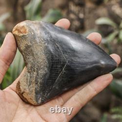 Natural 4.6 Fossil Megalodon Shark Tooth Indonesia Black Megalodon Tooth