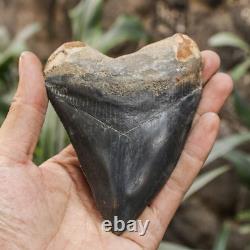 Natural 4.6 Fossil Megalodon Shark Tooth Indonesia Black Megalodon Tooth