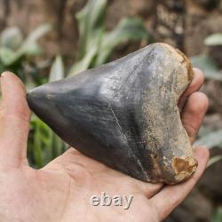 Natural 4.6 Fossil Megalodon Shark Tooth Indonesia Black Megalodon Tooth