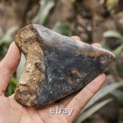 Natural 4.6 Fossil Megalodon Shark Tooth Indonesia Black Megalodon Tooth