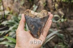 Natural 4.6 Fossil Megalodon Shark Tooth Indonesia Black Megalodon Tooth