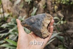 Natural 4.6 Fossil Megalodon Shark Tooth Indonesia Black Megalodon Tooth