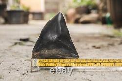 Natural 4.6 Fossil Megalodon Shark Tooth Indonesia Black Megalodon Tooth