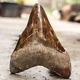 Natural 5.5 Fossil Megalodon Shark Tooth Indonesia Megalodon Tooth