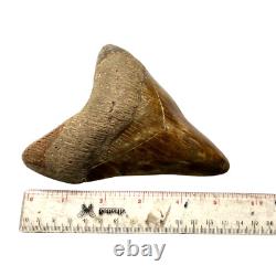 Natural 5.5 Fossil Megalodon Shark Tooth Indonesia Megalodon Tooth