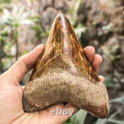 Natural 5.5 Fossil Megalodon Shark Tooth Indonesia Megalodon Tooth