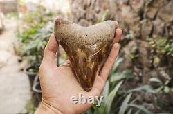 Natural 5.5 Fossil Megalodon Shark Tooth Indonesia Megalodon Tooth