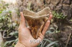 Natural 5.5 Fossil Megalodon Shark Tooth Indonesia Megalodon Tooth