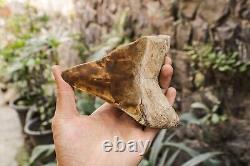 Natural 5.5 Fossil Megalodon Shark Tooth Indonesia Megalodon Tooth