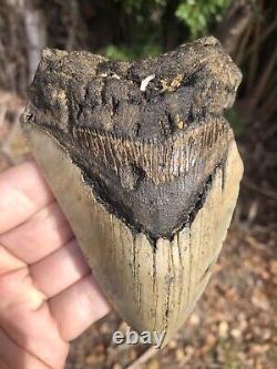 Natural Beautiful 4.96 Megalodon Tooth Fossil Shark Teeth