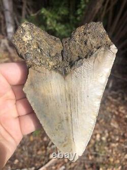 Natural Beautiful 4.96 Megalodon Tooth Fossil Shark Teeth