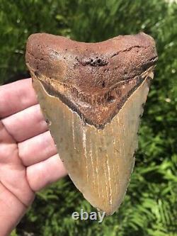 Natural Beautiful 5.15 Megalodon Tooth Fossil Shark Teeth