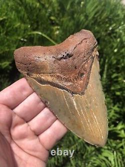 Natural Beautiful 5.15 Megalodon Tooth Fossil Shark Teeth