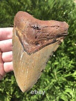 Natural Beautiful 5.15 Megalodon Tooth Fossil Shark Teeth