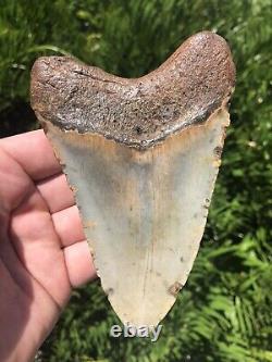 Natural Beautiful 5.15 Megalodon Tooth Fossil Shark Teeth