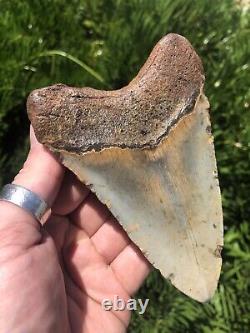 Natural Beautiful 5.15 Megalodon Tooth Fossil Shark Teeth