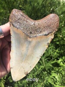 Natural Beautiful 5.15 Megalodon Tooth Fossil Shark Teeth