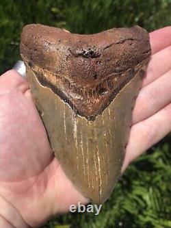 Natural Beautiful 5.15 Megalodon Tooth Fossil Shark Teeth