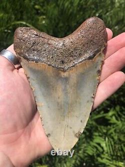 Natural Beautiful 5.15 Megalodon Tooth Fossil Shark Teeth