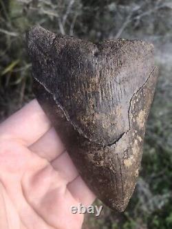 Natural Beautiful 5.26 Megalodon Tooth Fossil Shark Teeth