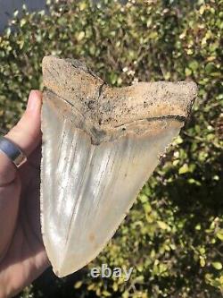 Natural Beautiful 5.35 Megalodon Tooth Fossil Shark Teeth
