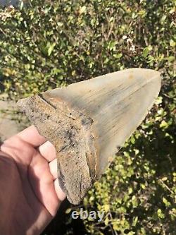 Natural Beautiful 5.35 Megalodon Tooth Fossil Shark Teeth