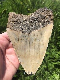 Natural Beautiful 5.46 Megalodon Tooth Fossil Shark Teeth