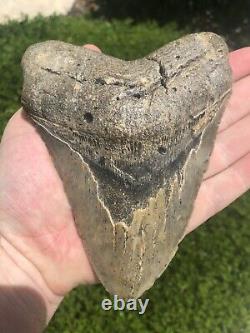 Natural Beautiful 6.18 Megalodon Tooth Fossil Shark Teeth